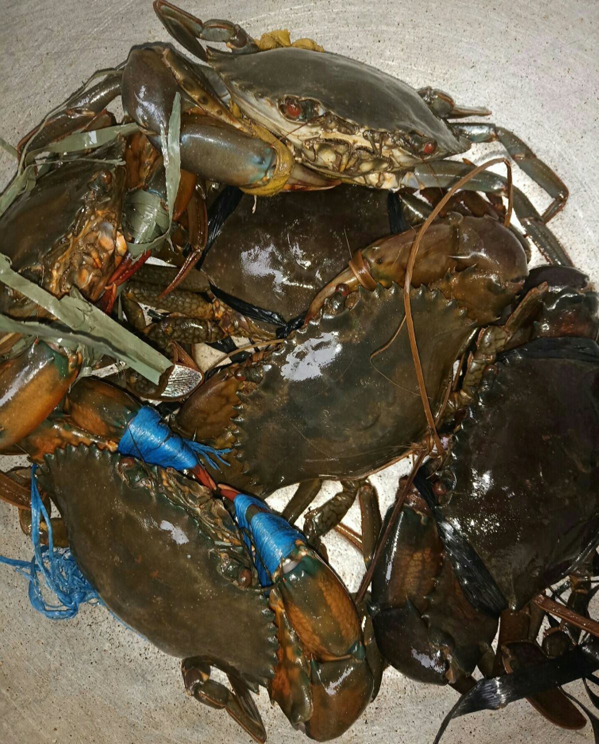 Crab Collection 1