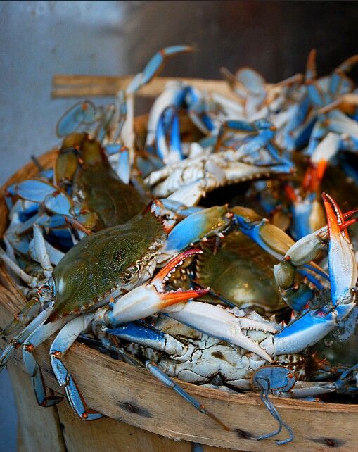 Crab Collection 2