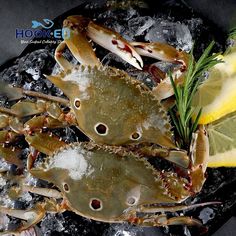 Crab Collection 3