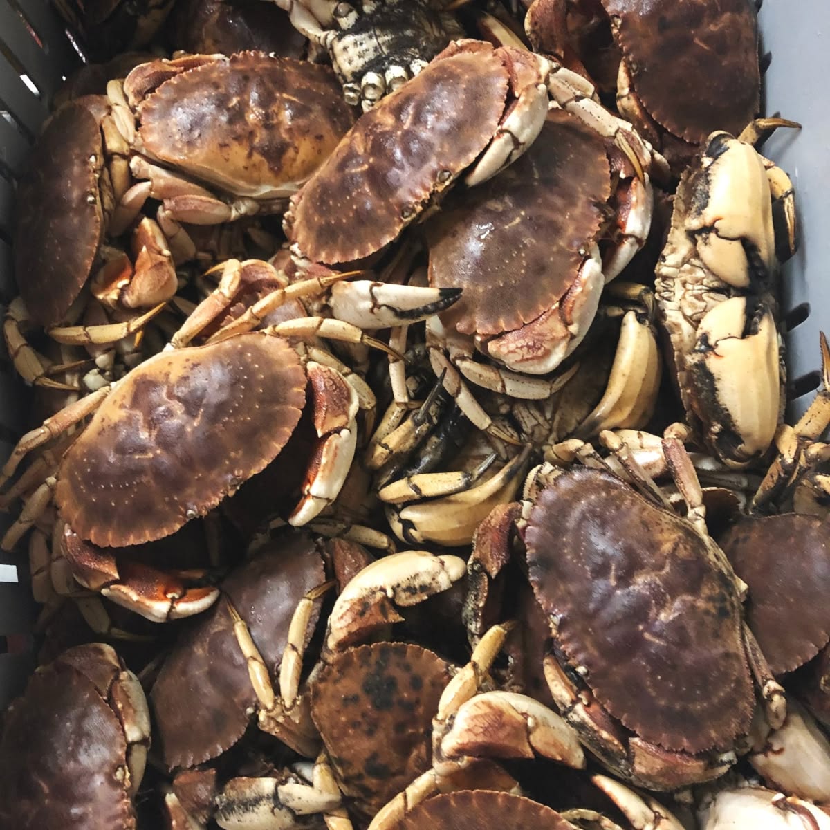 Crab Collection 4