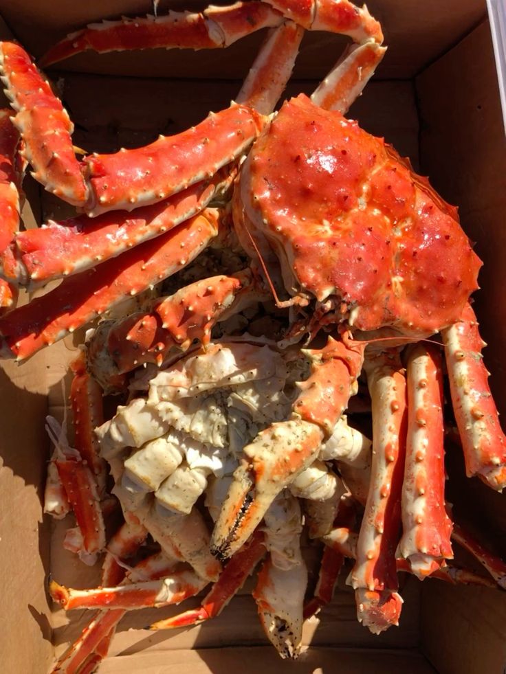 Crab Collection 5