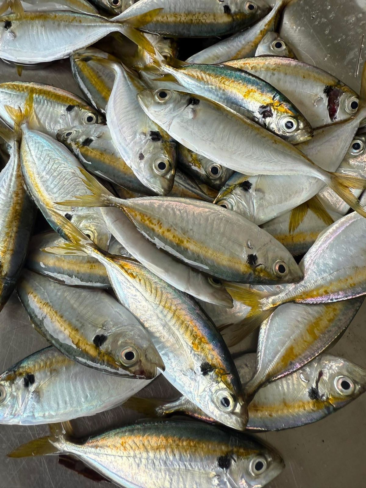 Fish Collection 1