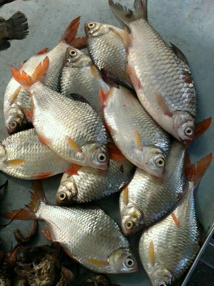 Fish Collection 2