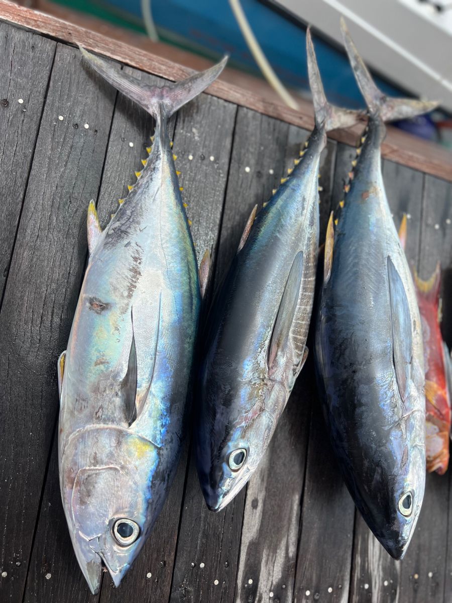 Fish Collection 3