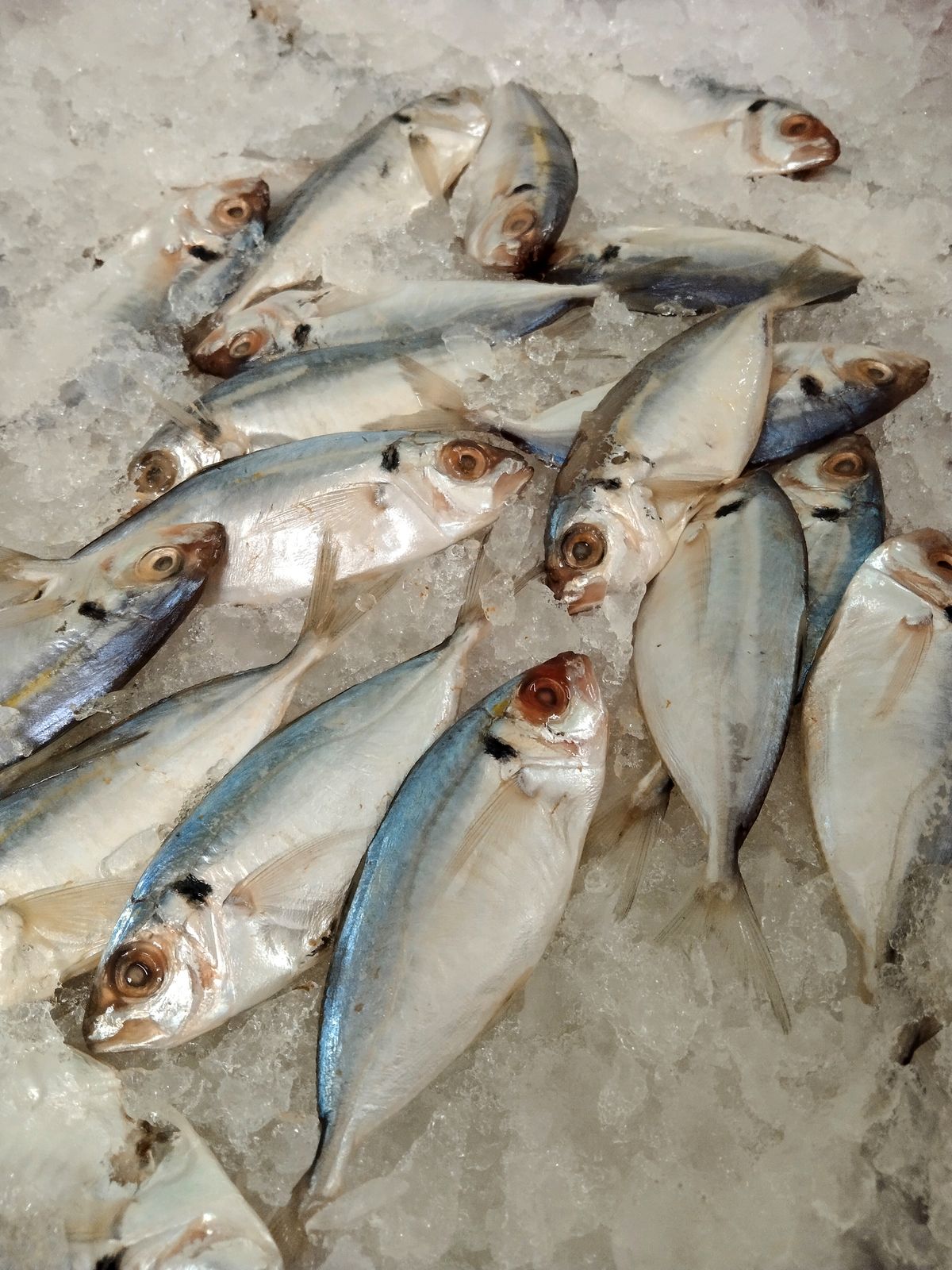 Fish Collection 4
