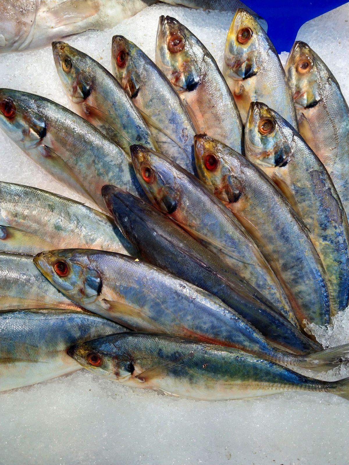 Fish Collection 5