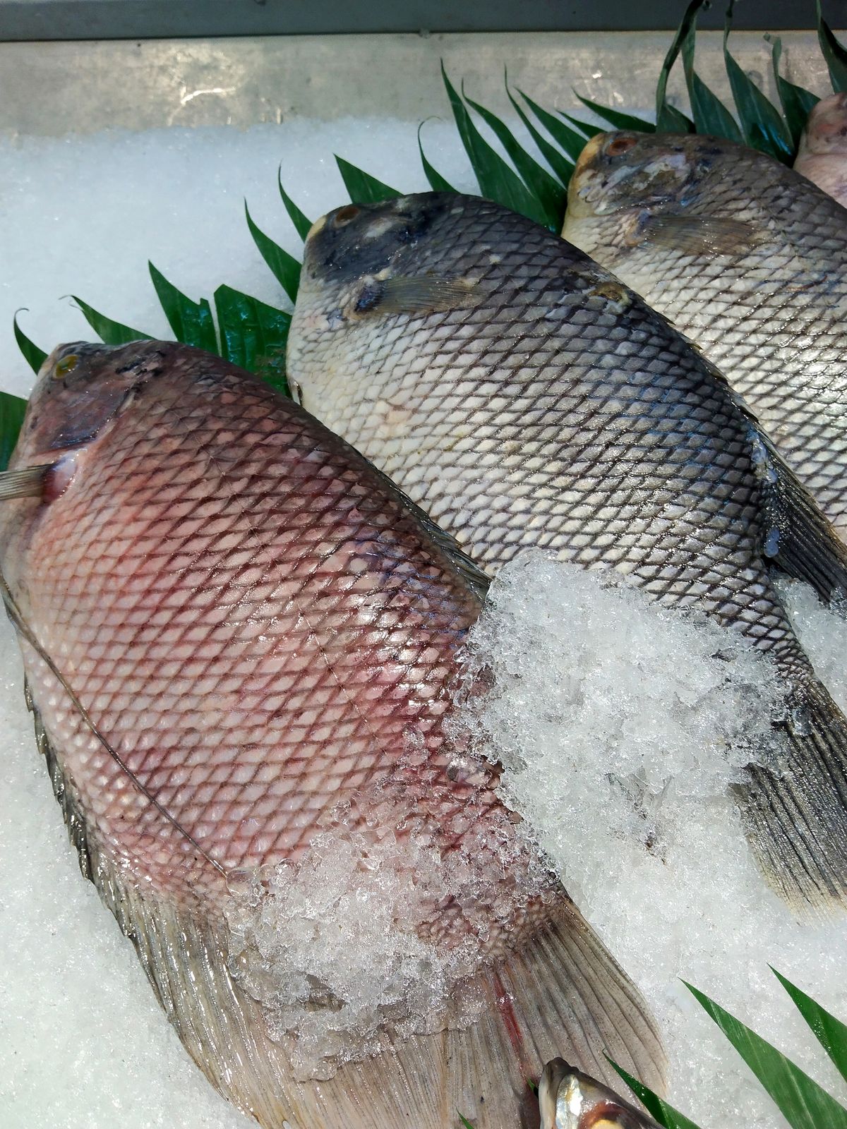 Fish Collection 6