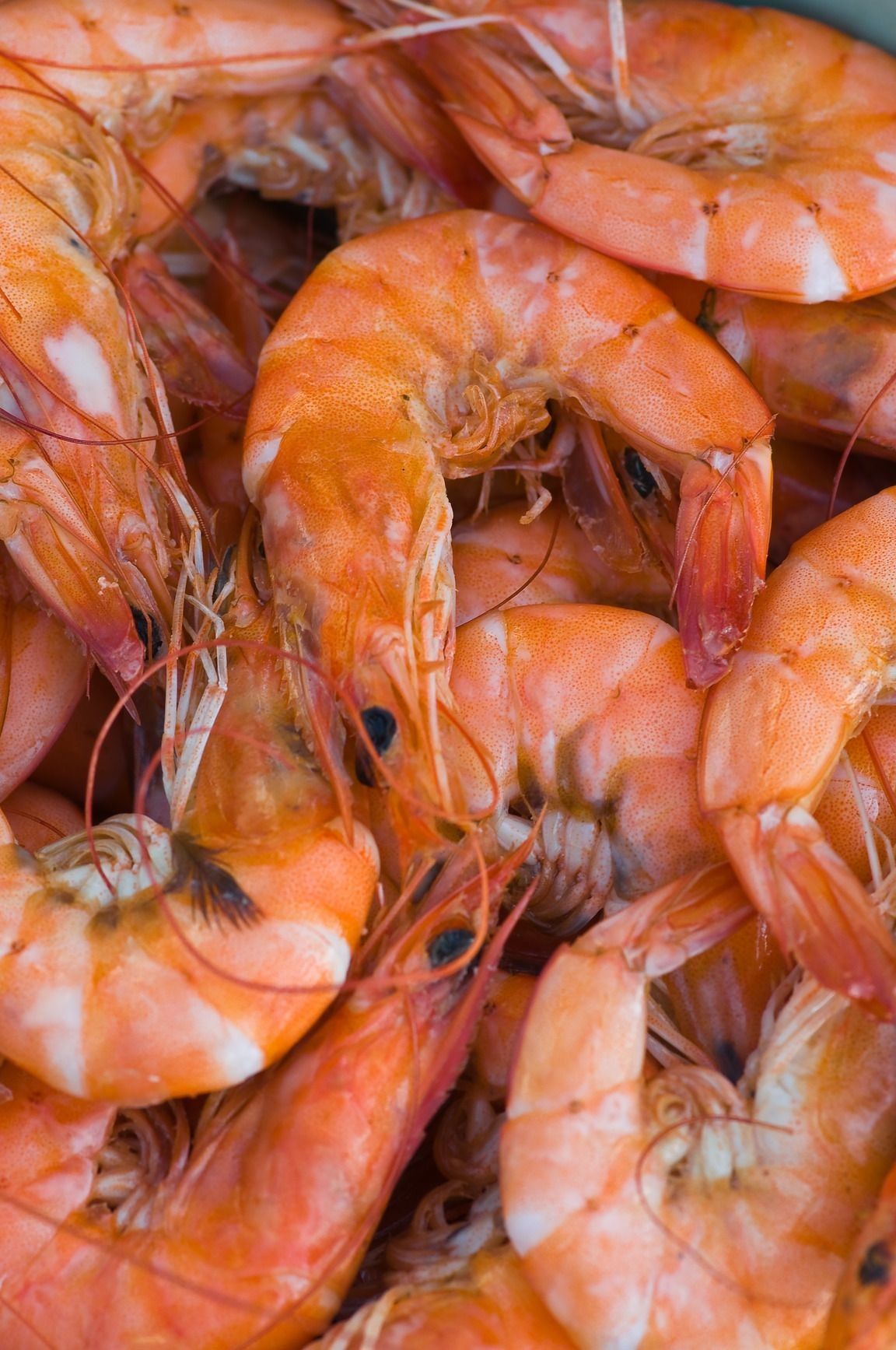Shrimp Collection 1
