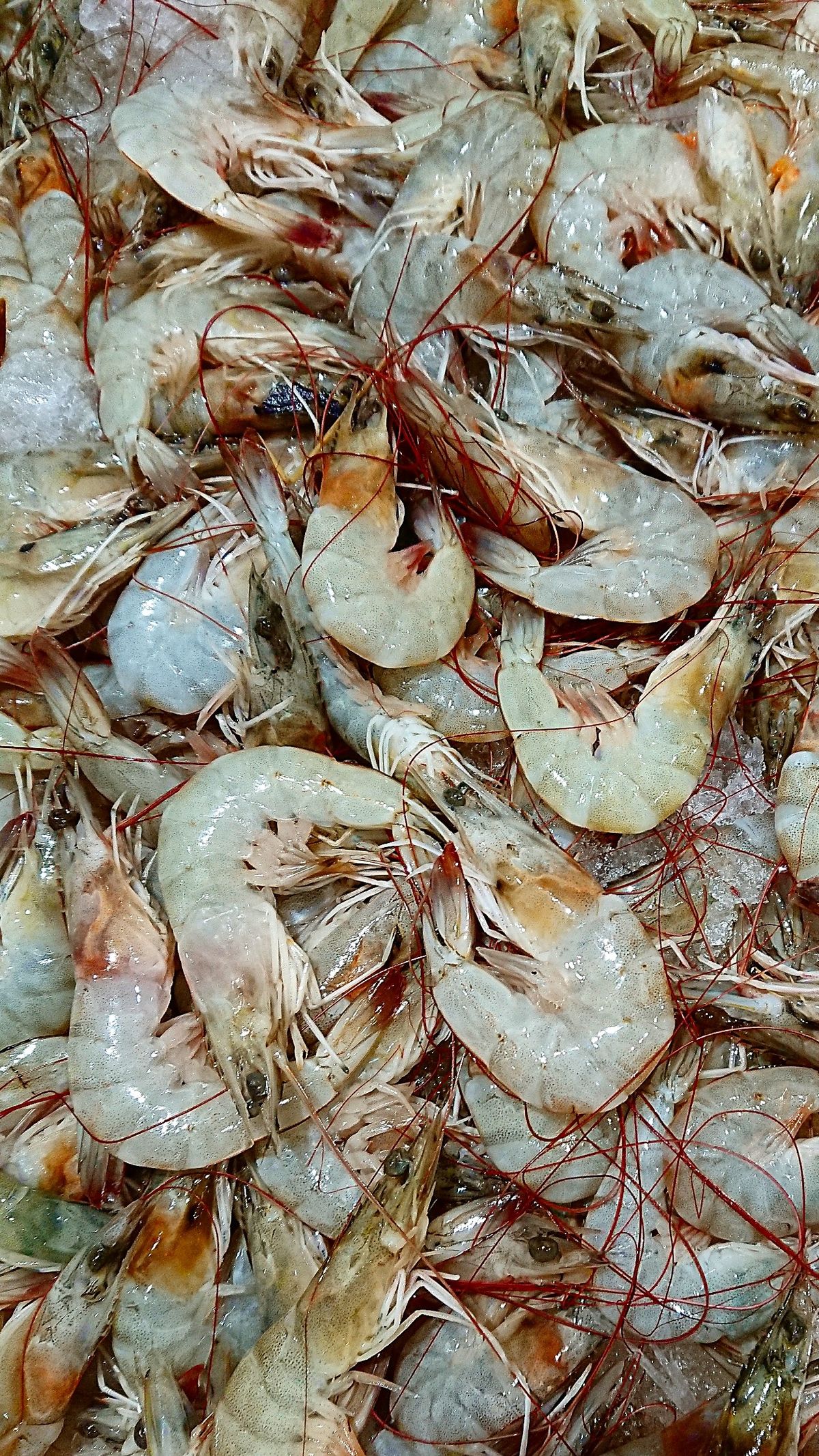 Shrimp Collection 2