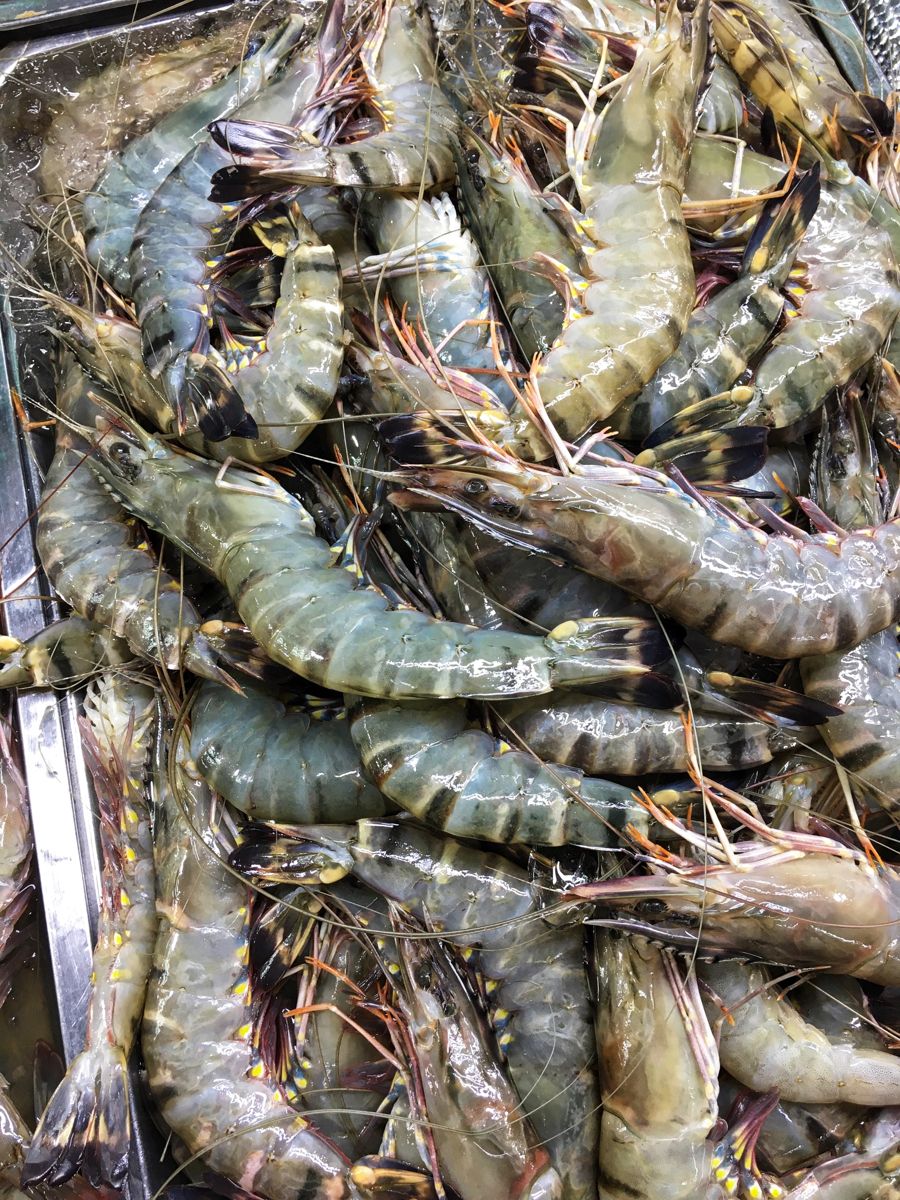 Shrimp Collection 3