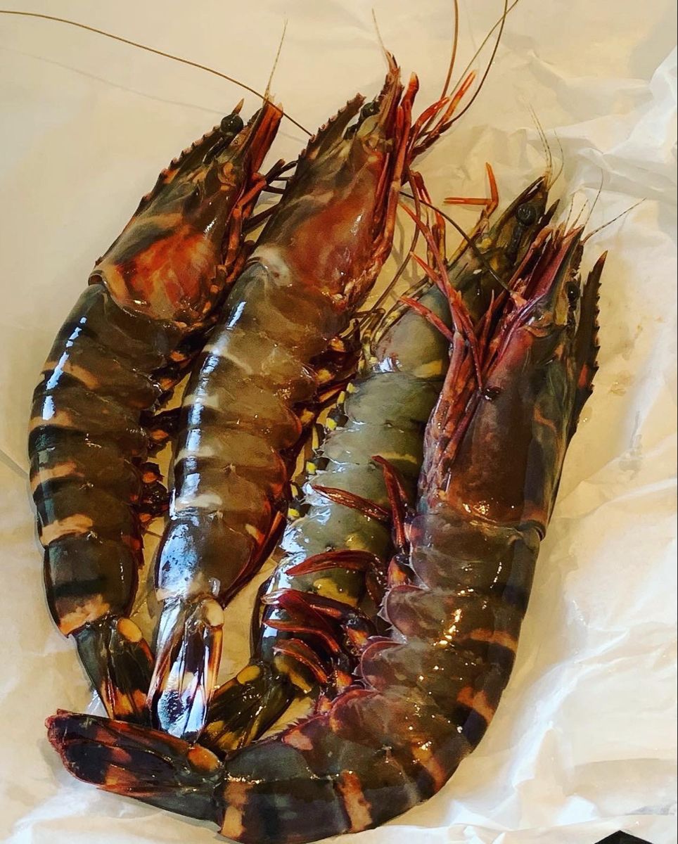 Shrimp Collection 4
