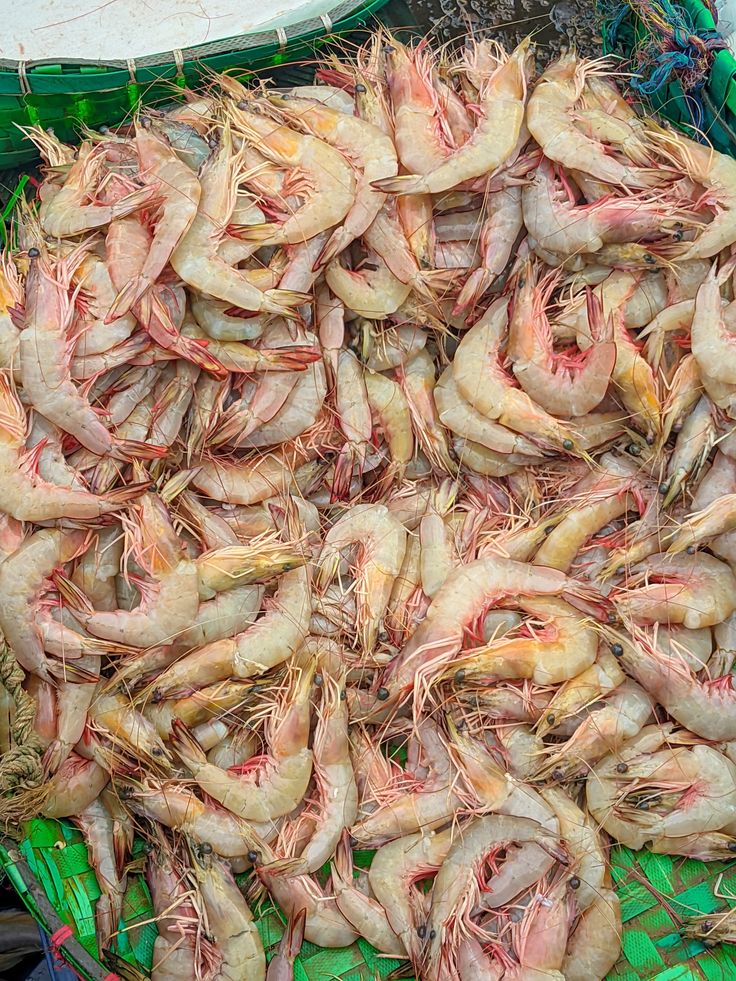 Shrimp Collection 5