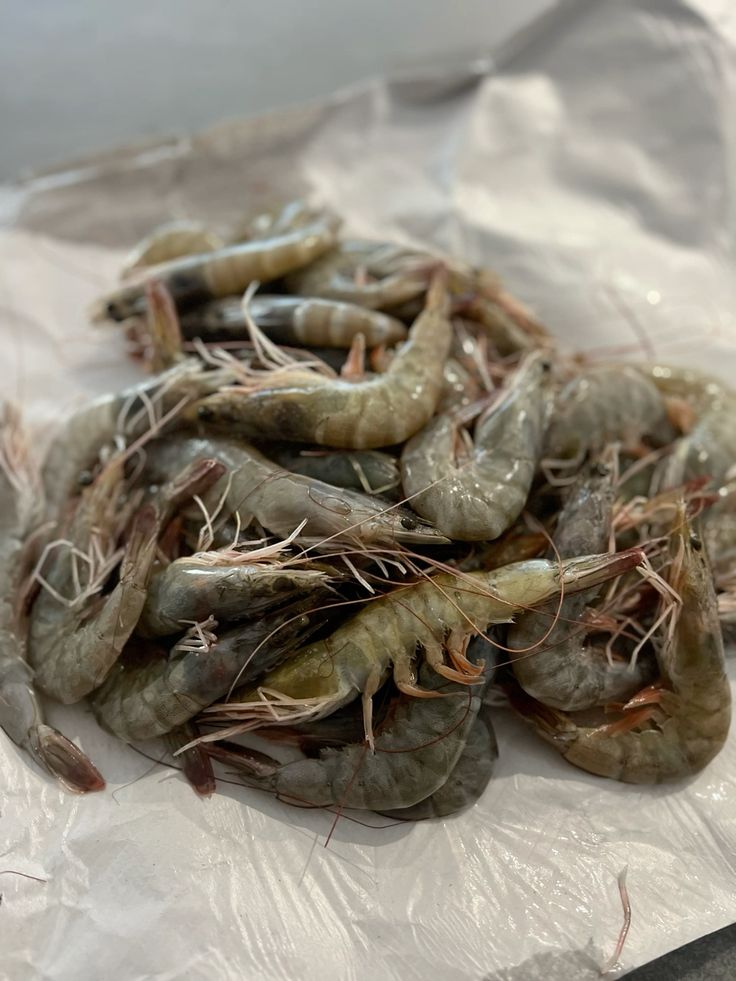 Shrimp Collection 6