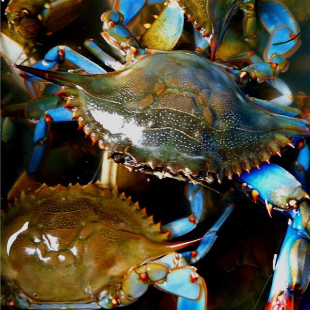 Blue Swimming Crab